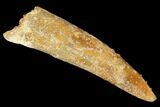 Bargain, Fossil Pterosaur (Siroccopteryx) Tooth - Morocco #167144-1